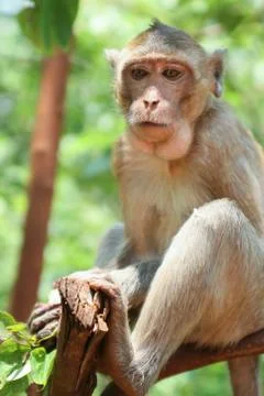 Monkey on the tree Stock Photos
