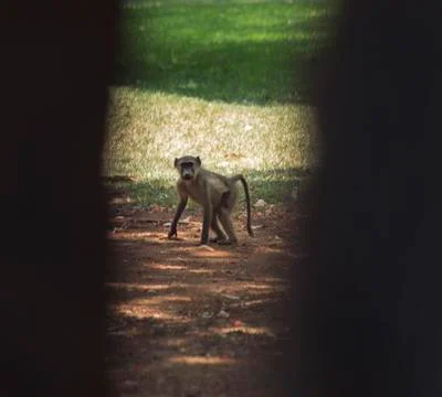 Monkey tree Stock Photos