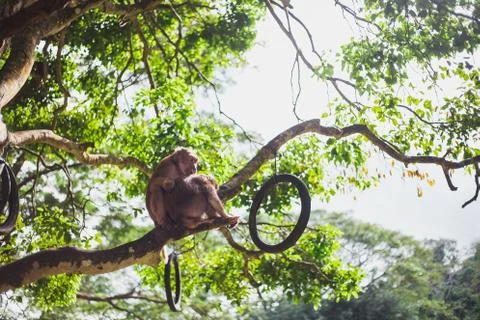 Monkey on a Tree Stock Photos