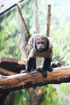 Monkey on a tree Stock Photos
