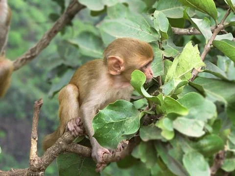 Monkey on the tree Stock Photos
