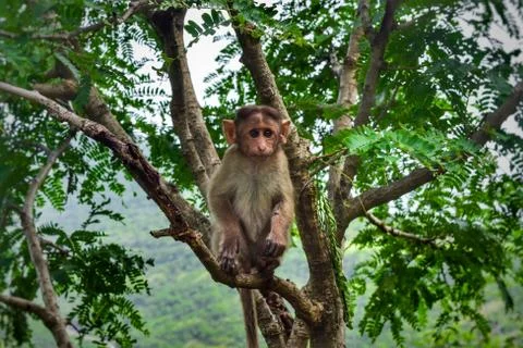 Monkey on a tree Stock Photos