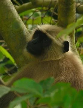 Monkey in a tree Stock-Fotos