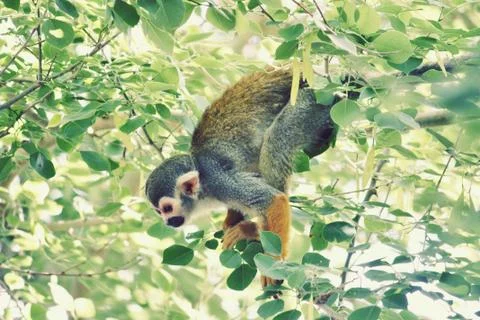 Monkey In A Tree 스톡 사진