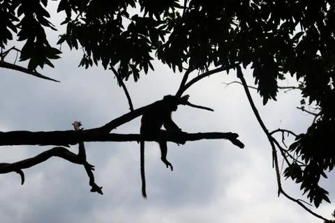 Monkey on the tree Stock Photos