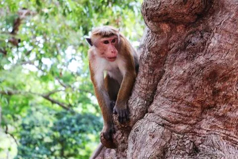 A monkey on the tree Stock Photos