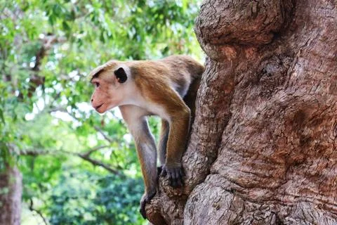Monkey on the tree Stock Photos