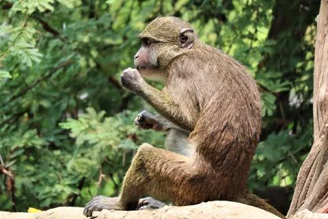 Monkey Tree Stockfoto's