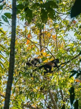 Monkey on a tree Stock Photos