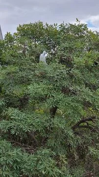 Monkey on a tree Stock Photos
