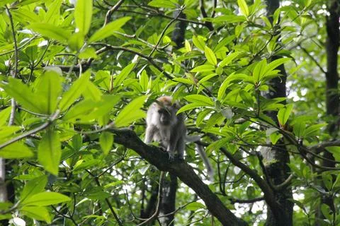 Monkey on the tree Stock Photos