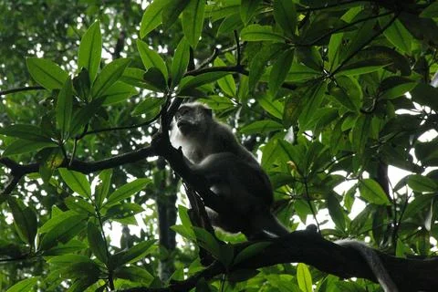 Monkey on the tree Stock Photos