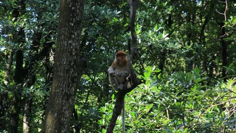 Monkey on the tree Stock Photos