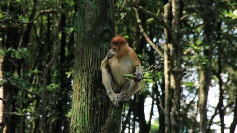 Monkey on the tree Stock Photos