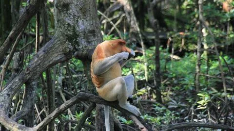 Monkey on the tree Stock Photos