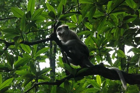 Monkey on the tree Stock Photos