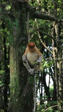 Monkey on the tree Foto stock