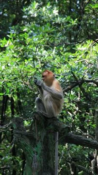 Monkey on the tree Stock Photos