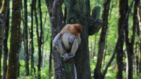 Monkey on the tree Stock Photos