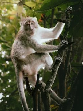 Monkey on the tree Fotos de archivo