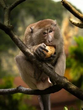 Monkey on the tree Stock Photos