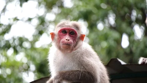 Monkey on a tree,  on a rainy day, South India 動画素材 118436189