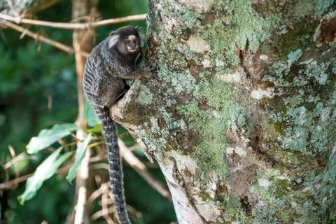Monkey in the tree of Rio de Janeiro Brazil Stock Photos