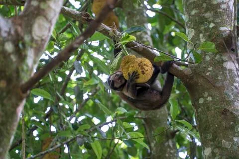 Monkey in the tree of Rio de Janeiro Brazil Foto stock