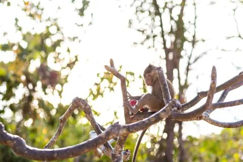 Monkey on tree selective focus in nature Stock Photos