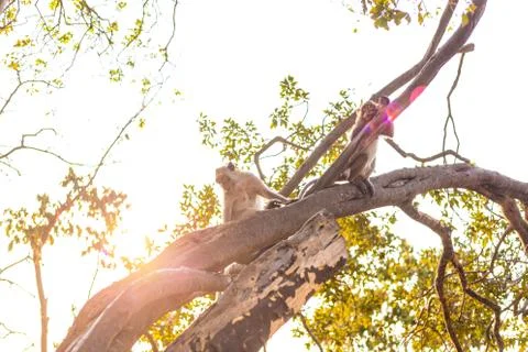 Monkey on tree selective focus in nature Stock-Fotos