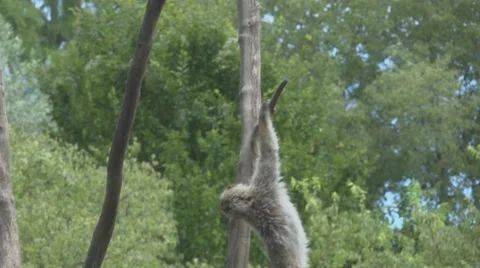 Monkey on a Tree, Slow Motion Stock Footage 65941517