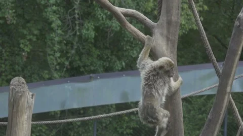 Monkey on a Tree, Slow Motion Stock Footage 65943052