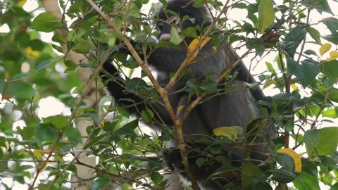 Monkey in tree surrounded by lush green foliage. Dusky leaf monkey or Stock Footage 303823238