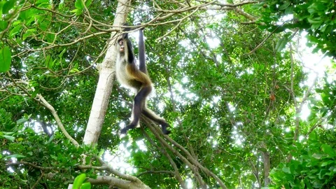 Monkey in Tree in Tropical Landscape Tracking Shot Video stock 87400855
