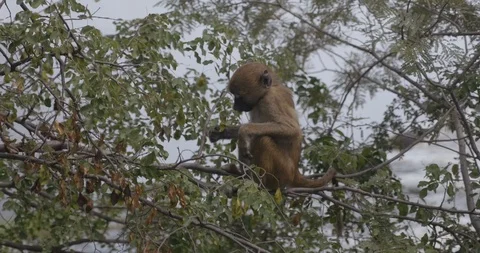Monkey in tree in Zimbabwe Stock Footage 118798019