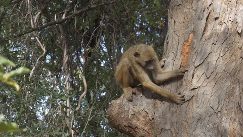 Monkey in tree in Zimbabwe Stock Footage 118798039