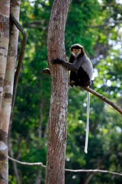 Monkey on a tree in a zoo Stock Photos