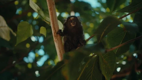 Monkey in trees in brazil Stock Footage 307303985