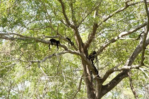 Monkey in a Treet Stock Photos