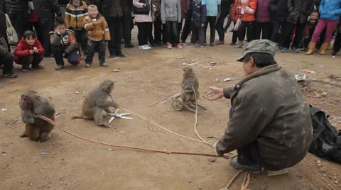 Monkey tricks at Temple fair during chinese spring festiva Stock Footage 34420008