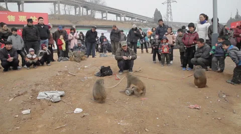 Monkey tricks at Temple fair during chinese spring festiva Stock Footage 34428466