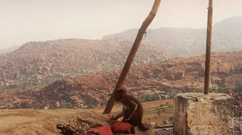 A monkey tries to open a coconut, above rivers, hills and boulders. Stock Footage 37966179