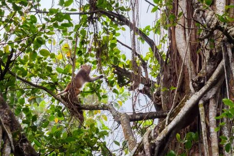 Monkey in Trivandrum 写真素材