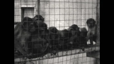 Monkey Troop 1933 Stock Footage 197378172