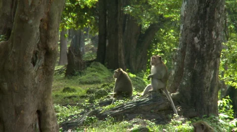 Monkey troop in forest Video stock 941743