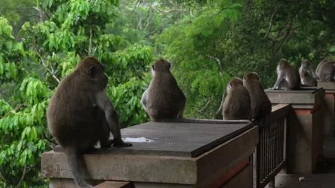 Monkey troop group animal primate wildlife outdoor Bali Forest temple walls Stock Footage 310181036
