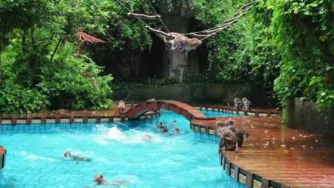 Monkey troop playing in pool, jumping and swimming at wildlife sanctuary Stock Footage 335812557