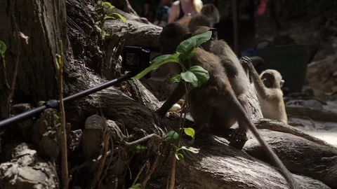 Monkey on tropical island beach Video stock 103700555