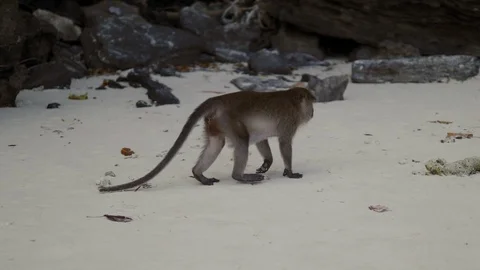 Monkey on tropical island beach Video stock 103700689