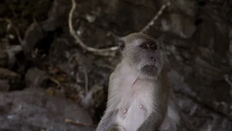 Monkey on tropical island beach Video stock 103701733